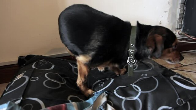 Mixed Breed Dog Sitting on Bed Looking Nervous as Camera Approaches Indoors