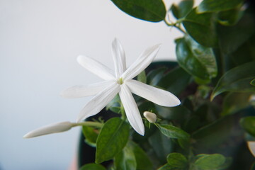 Jasminum multipartitum in bloom, ornamental plant 