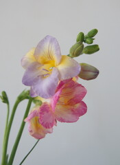 Pink  Freesia, genus Anomatheca, Bouquet  of Freesia, ornamental garden plant
