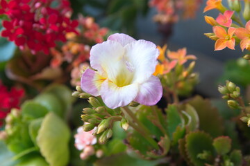 Lilac pink  Freesia flower, genus Anomatheca, Bouquet  of Freesia, ornamental garden plant