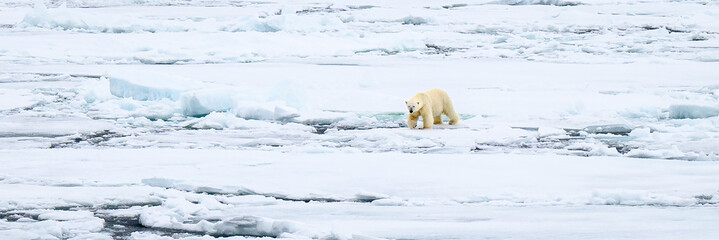 A polar bear walks over an arctic iceflow