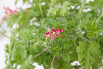 Pelargonium fragrance 