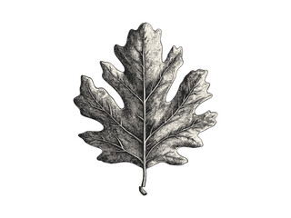 Hand-drawn engraving of oak tree leaf, vintage style illustration, black sketch, oak leaf pattern, botanical print, rustic decor, forest flora, nature-inspired art, classic engraving style