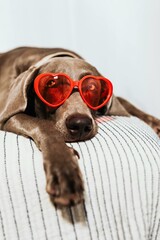 perro acostado con lentes rojos en forma de corazón