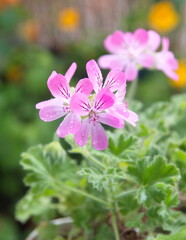 Fototapeta premium Pelargonium plant with pink flowers, 