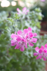 Pelargonium plant with pink flowers, "Rose geranium",  "Pink capricorn", Pelargonium capitatum,  rose-scented pelargonium