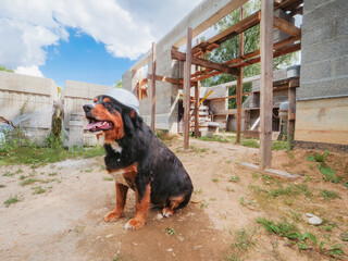 Cute Bearnaise dog wearing hard safety hat on a construction site. New building wall in the...
