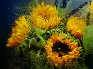 Wet glass and bouquet of sunflowers with green leaves. The flowers are yellow and have a bright, cheerful appearance. The arrangement is full and lively, giving off a sense of warmth and happiness
