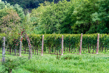 Lush vineyards in the countryside of Faedis, a village in northeastern Italy known for its wine...