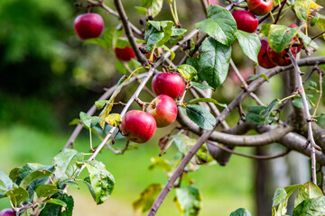 Close-up view of apple trees bearing ripe red apples in Faedis, a rural area of northeastern Italy. The image captures the natural detail of the fruit, leaves, and orchard environment during harvest s
