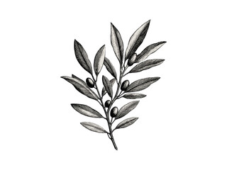 Vintage black sketch olive branches engraving, hand-drawn Mediterranean tree leaves, rustic eco-friendly art, old engraving style, botanical illustration, trendy nature wall decor,