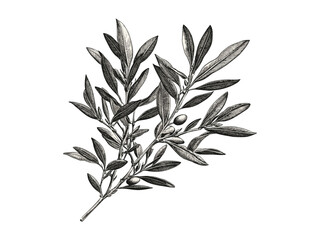 Hand-drawn vintage engraving of olive tree leaves, Mediterranean olive branches, rustic woodland decor, eco-friendly botanical sketch, black ink tree art, natural wall print, retro style,