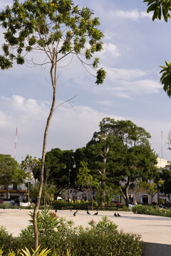 Birds in central square on a quiet afternoon in Merida, Mexico.