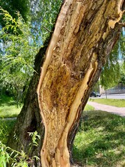 Close-up of a damaged tree trunk with exposed wood texture in the park