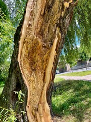 Close-up of a damaged tree trunk with exposed wood texture in the park