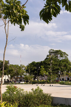 Birds in central square on a quiet afternoon in Merida, Mexico.