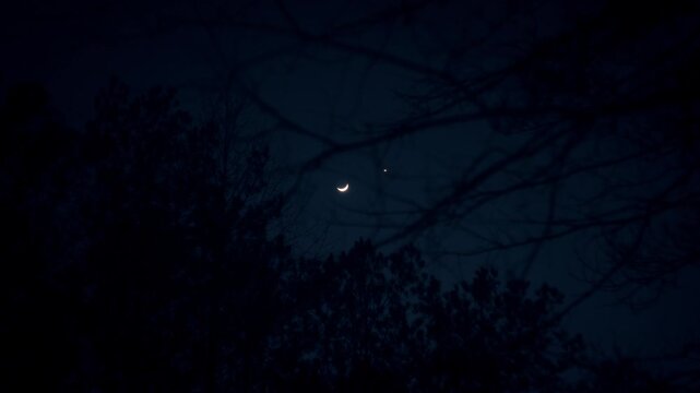 Crescent moon glowing bright though branches in the forest at night