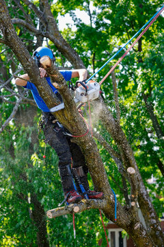 Un homme coupe des branches d'arbre. Un arboriste au travail. &Eacute;mondeur.