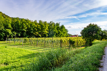 Lush vineyards in the countryside of Faedis, a village in northeastern Italy known for its wine...