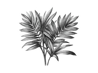 Vintage palm tree engraving, hand-drawn botanical sketch, tropical palm leaves, rustic wood print, beach tree art, black sketch, old engraving style, nature-inspired wall decor