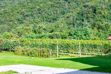 Lush vineyards in the countryside of Faedis, a village in northeastern Italy known for its wine production. Rolling hills, grapevines, and rural scenery typical of the Italian wine regions.

