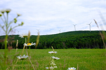 Éoliennes sur une prairie verte avec forêt en arrière-plan