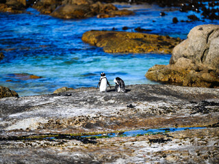 Heartwarming image of two African penguins (Spheniscus demersus) sitting close together on a large coastal rock at Boulders Beach, Cape Town, South Africa