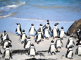 African penguins colony at Boulders Beach in Cape Town, South Africa. Cute wildlife scene with endangered species in natural habitat, sunny day, clear water, tourism attraction