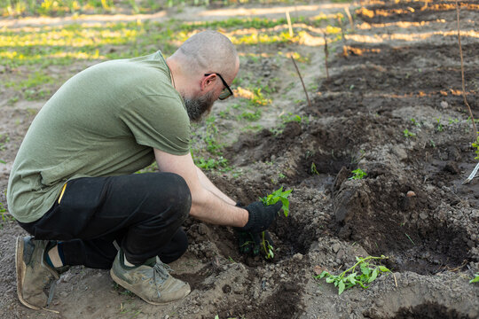 planting seedlings