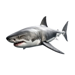 Ferocious Great White Shark in Motion