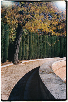 Row of cypress trees at Retiro Park, Madrid, Spain