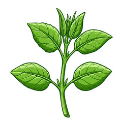 green plant isolated on white background