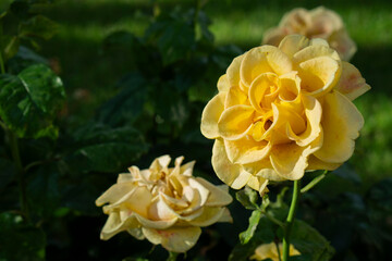 yellow rose in the garden