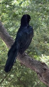 The great-tailed grackle or Mexican grackle (Quiscalus mexicanus) is a medium-sized, highly social passerine bird native to North and South America. 