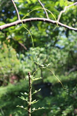 green leaves on a branch