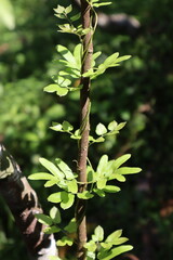 green leaves on a tree