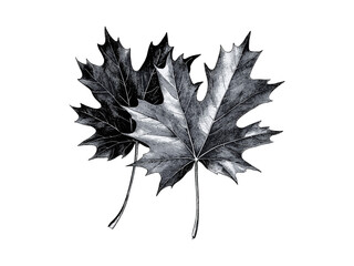 Vintage engraving of maple tree leaves, hand-drawn black sketch, rustic nature art, eco-friendly print, retro woodland foliage, trendy botanical illustration, old engraving style tree art
