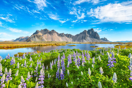 Impressive  sunny day and lupine flowers on Stokksnes cape in Iceland.