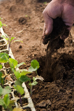 Planting seedlings