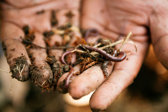 Farmer holding earth worms