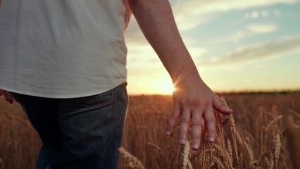 Fingers of farmer touch golden ears of grain in field in rays of sun. Farmer touching wheat ears with hands in sun. Wheat yellow ripe with grain. Farmer working in wheat field sunset. Agricultural