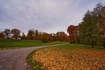 Yellow leaves by the road in the city park