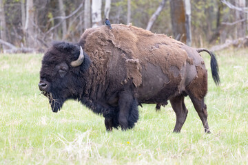 close side profile of full bison standing with bird sitting on his back