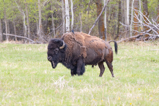bison in late summer standing side profile in light grass with trees behind