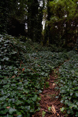 Fototapeta premium sendero