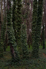 bosque