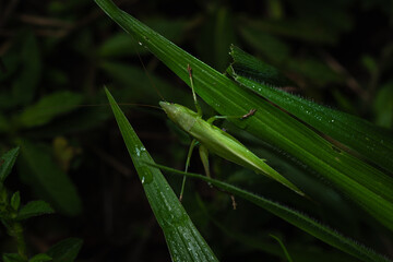 Katydid insect camouflage 