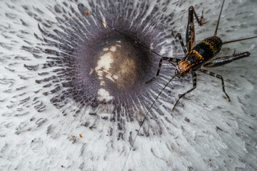 Insect in mushroom close up