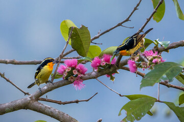 Colorful birds in beautiful pink flower tree