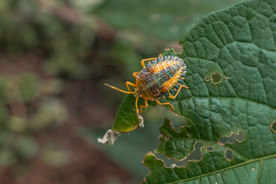 Plague Insect eating a leaf